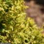 Falsecypress – Soft Serve Gold – #3 Container